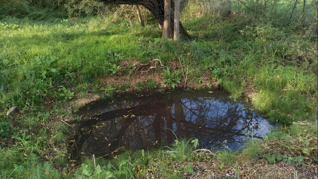 photo de la mare à Cuq Toulza